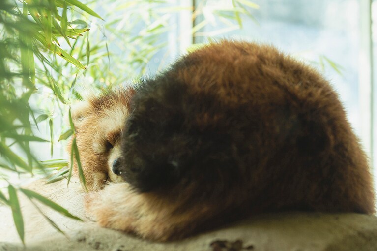 この日はすやすやとお休み中だったレッサーパンダ。多くの動物園で見られますが、実は絶滅危惧種です。