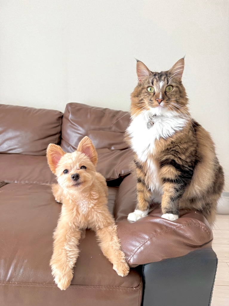 グレン ♂ 1歳。