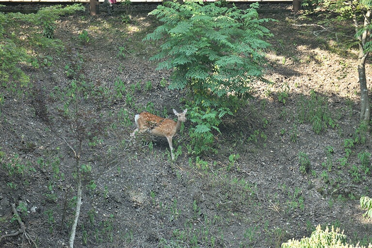 川の向こう岸に現れた鹿にエヴァンさんもカメラを向けていました。