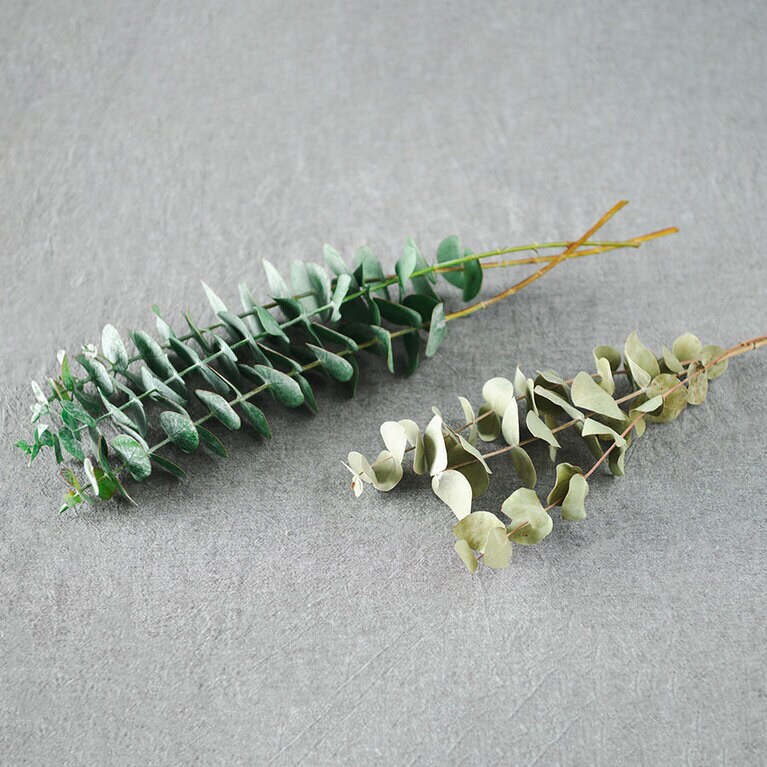 ユーカリ。写真上が生花、下がドライ。どちらも丸葉ユーカリ。