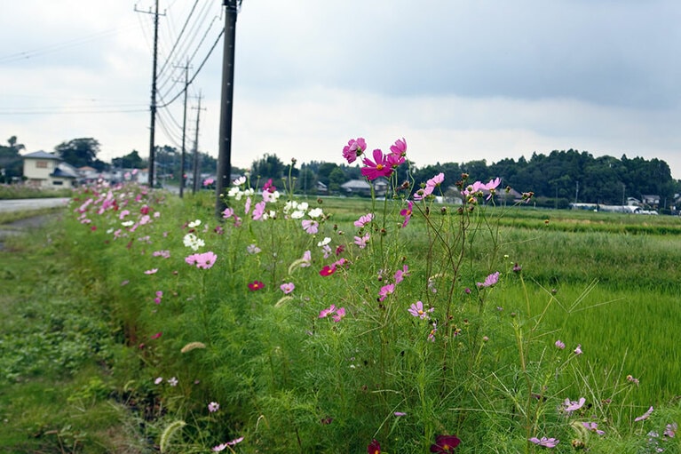 田んぼの脇にコスモス。季節を感じます。