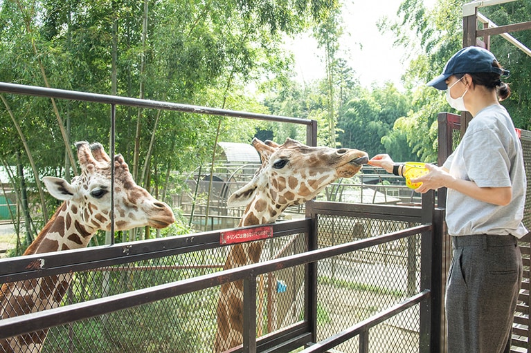 キリンの顔をこんなに間近で見られる機会はあまりないのでとても新鮮。