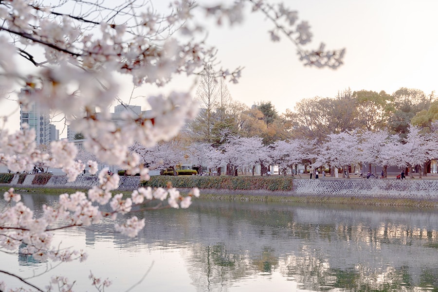 平和記念公園の桜。