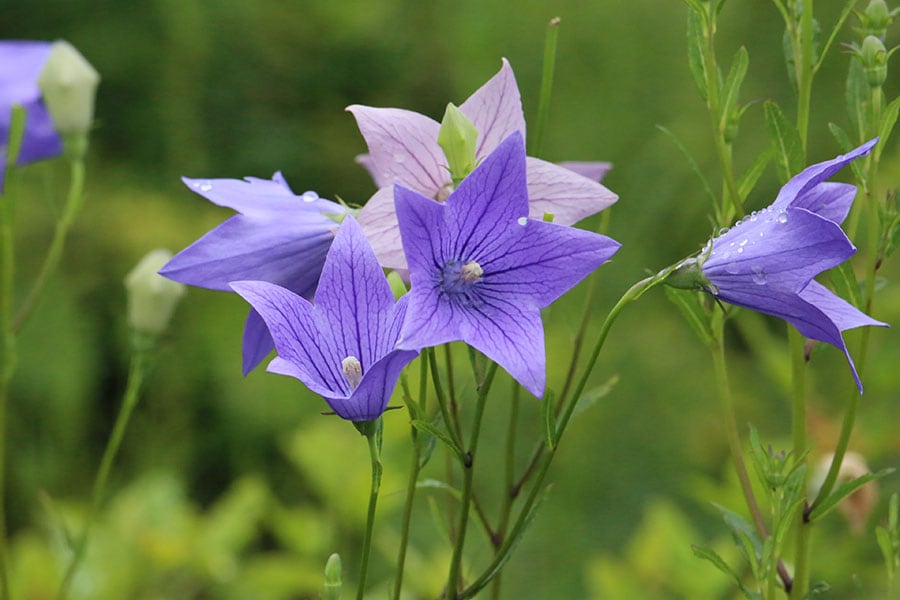 キキョウ(桔梗)：キキョウ科キキョウ属。野山に自生し、青紫、白の星形の一重の花が特徴。写真提供／神代植物公園