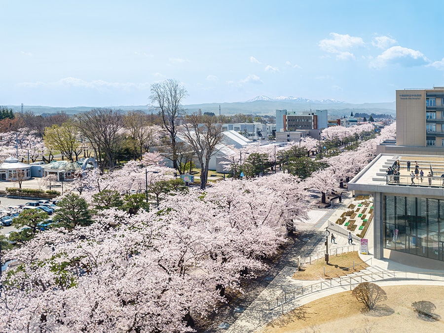 官庁街通りの桜。©十和田奥入瀬観光機構／撮影：小山田邦哉
