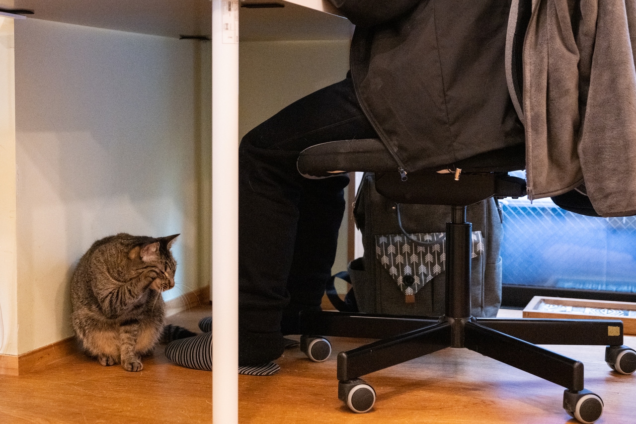 働く人間の足元でくつろぐ姿もキュート。膝もあいてるよ！