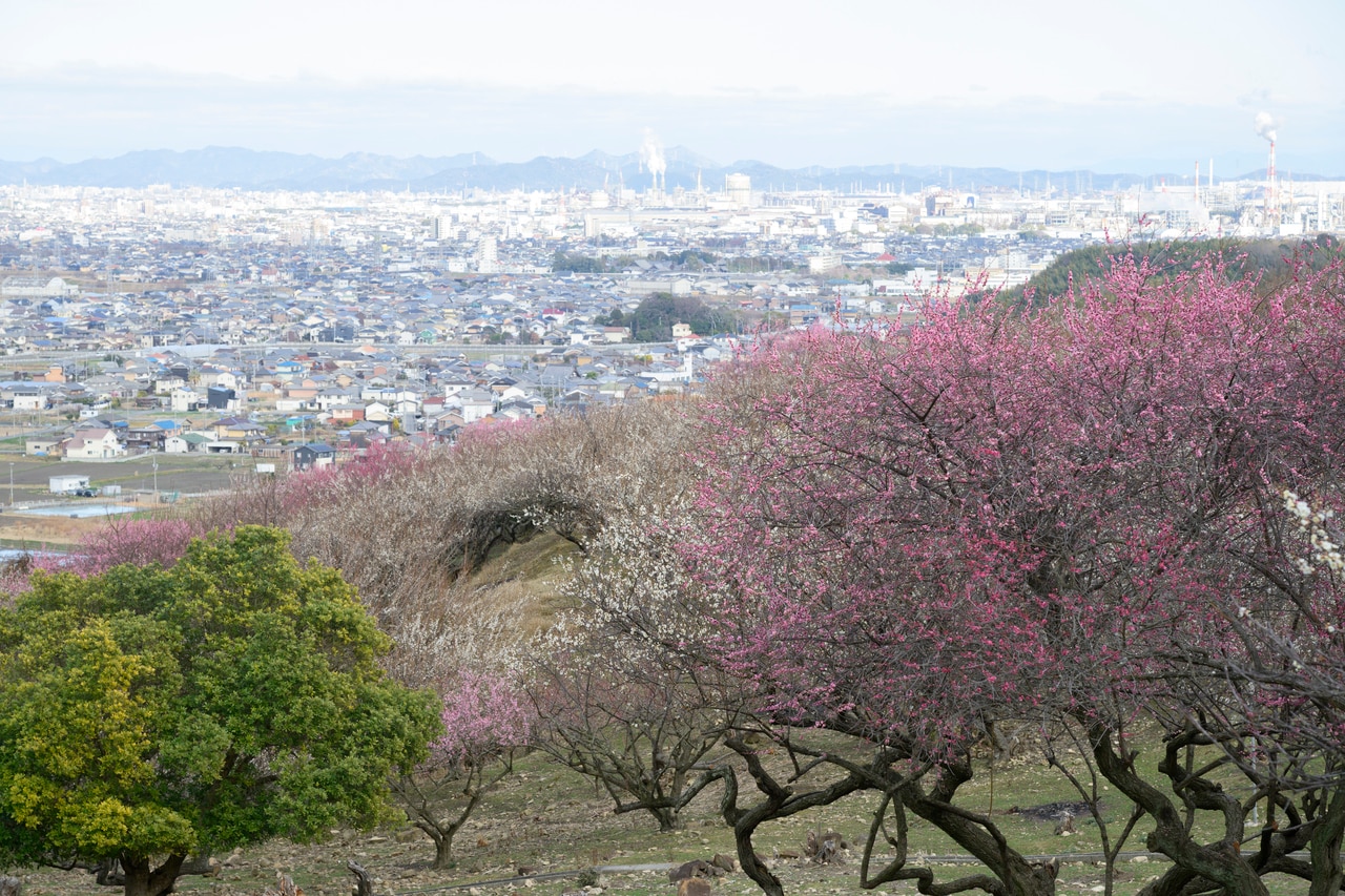 海の見える梅園というだけでなく、園内には16基の古墳があり"梅と古墳の共生”も見どころ。