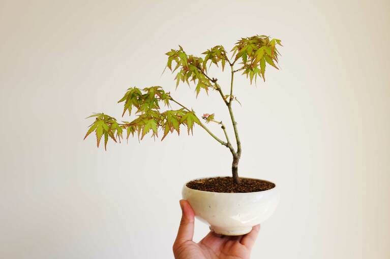 モミジ（鉢：河合竜彦） 。