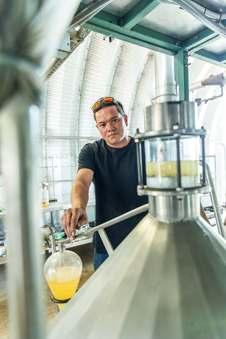 イリアヒの木からオイルを精製。