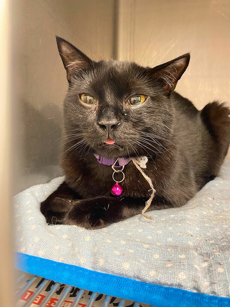 あば ♂ 2歳。寝起きのあばちゃん。