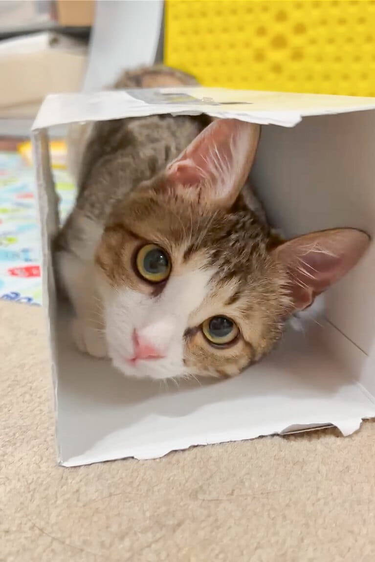 ハチ ♂ 1歳。八丈島の野良猫として生まれ、椎茸畑を彷徨っていた仔猫。放っておけばいつかは死んでしまうだろうと、東京都の保護団体に家族3頭が保護され、そのうちの1頭を里子として迎え入れました。八丈島からはるばるやってきたので、島の名前を取って「ハチ」と名付けました。今ではとっても元気に部屋を駆け回って、ティッシュの箱にはまり込むのが大好きです。育ち盛りでやんちゃなハチですが、甘えん坊でものすごく可愛い家族のイケメンアイドルです！（AJさん）