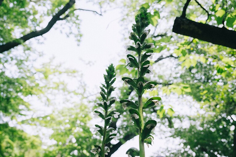 下から見上げたアカンサス。シベの様子がよくわかります。
