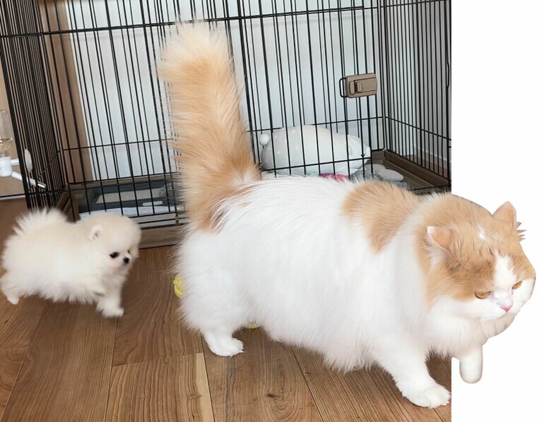 こんなに体の大きさが違ったのに……！