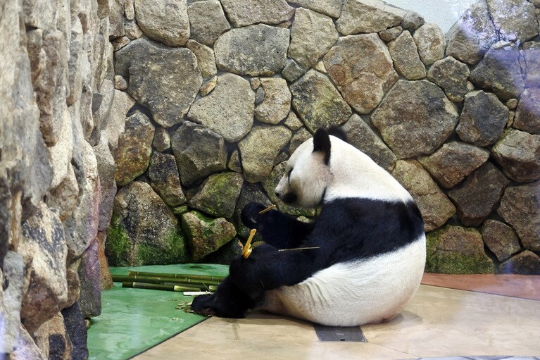 人間に換算すれば約90歳のえいめい。もくもくと竹を食べていました。