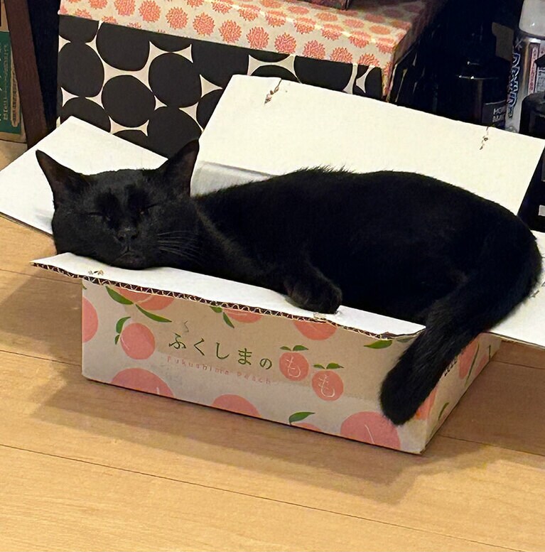くろすけ ♂ 8歳。箱の高さが顎を置くのにちょうど良いらしく、少し窮屈な箱に無理やり自分を押し込んでます。(でもはみ出てる…)（うにゃさん）
