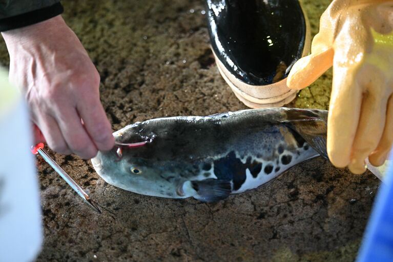 手際よく神経締めしていく姿に一同釘付け。