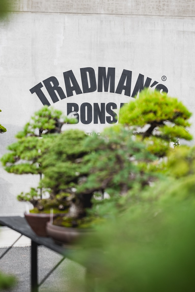 「TRADMAN’S BONSAI」の盆栽。