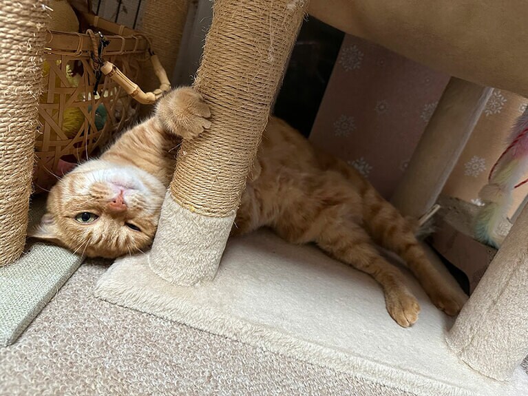 あんず ♀ 7歳。撫でるよう要求されてる瞬間。とにかくかわいいです！（ホンマさん）