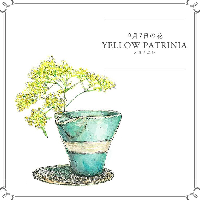 9月7日の花「オミナエシ」