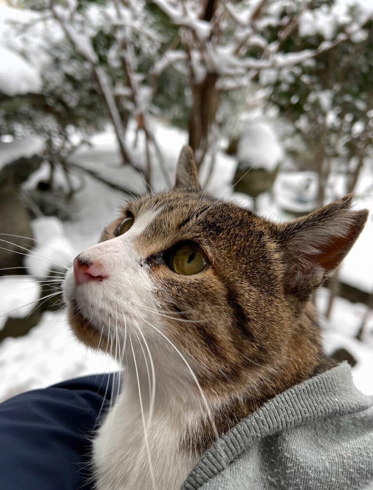 キムタン ♂ 9歳。お外が好きな猫でこの日は雪が積もっていたのでお散歩は断念して抱っこでお外に出た時の写真です（しほさん）