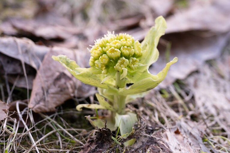 フキノトウの花。「花が開く前のかたい蕾がおいしいです。ちなみに花が終わって伸びてくる葉茎も蕗として料理に使っています」