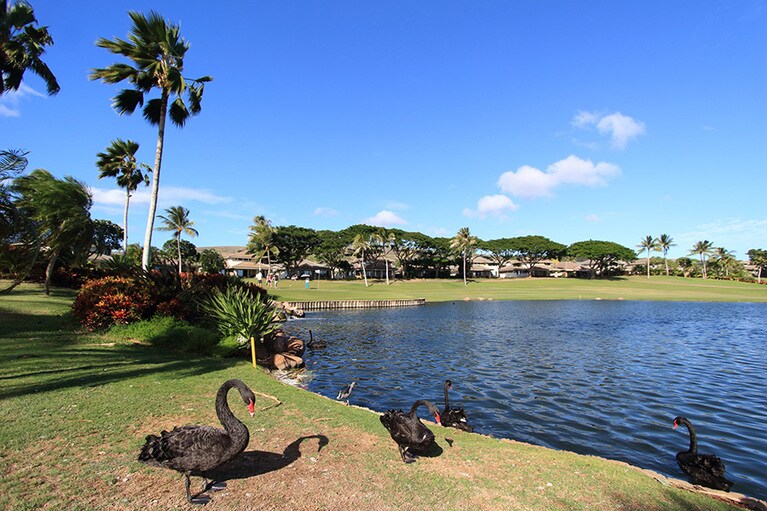 オアフ島ではコオリナ地区にだけいるというブラックスワンがゴルフ場に遊びに来ていた！