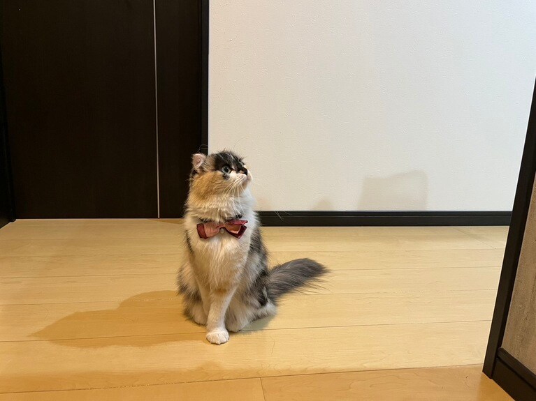 coco ♀ 2歳。寝る前に小さい虫が飛んでいて、取りたいけどビビって見てるだけのシーンです。いつもはツンツンマイペースですが、夜になると近寄ってきて一緒に寝てくれます（まさるさん）