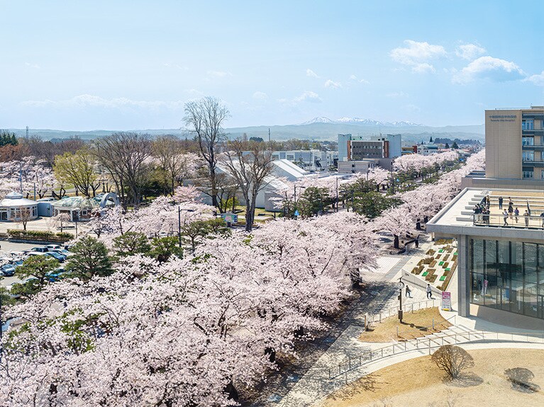 【青森県】官庁街通りの桜。©十和田奥入瀬観光機構／撮影：小山田邦哉