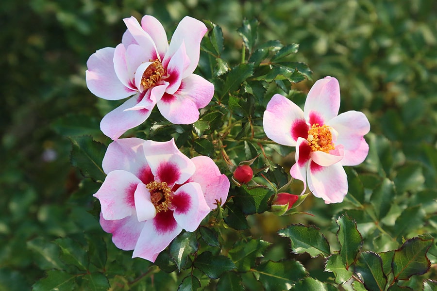 エリドゥ・バビロン：バラ科バラ属。花名は古代都市の名前から。ピンク、赤、複色でエキゾチックな一重咲きのバラ。写真提供／神代植物公園