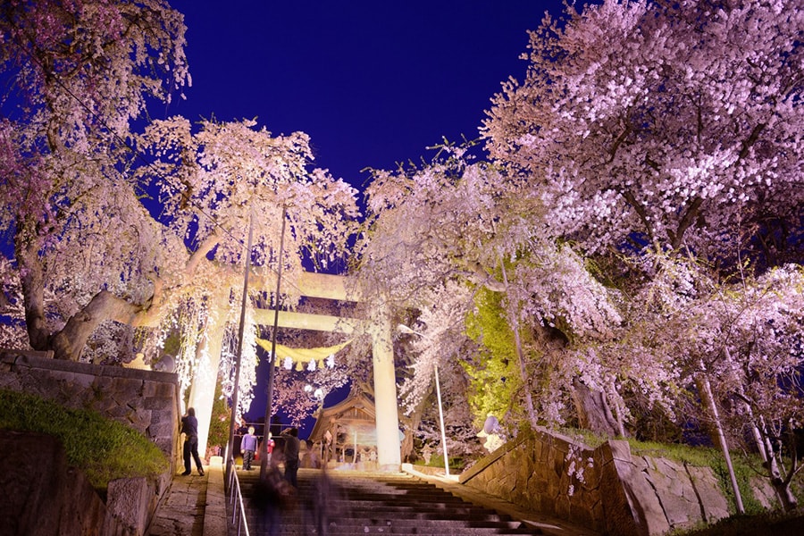 【山形県】烏帽子山公園 千本桜。