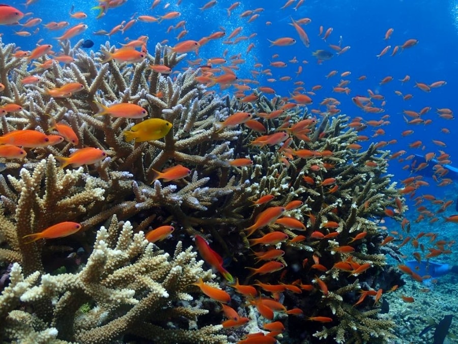 サンゴに群れるリーフリッシュたち。色が氾濫しているような西表島の海　©大島佐喜子