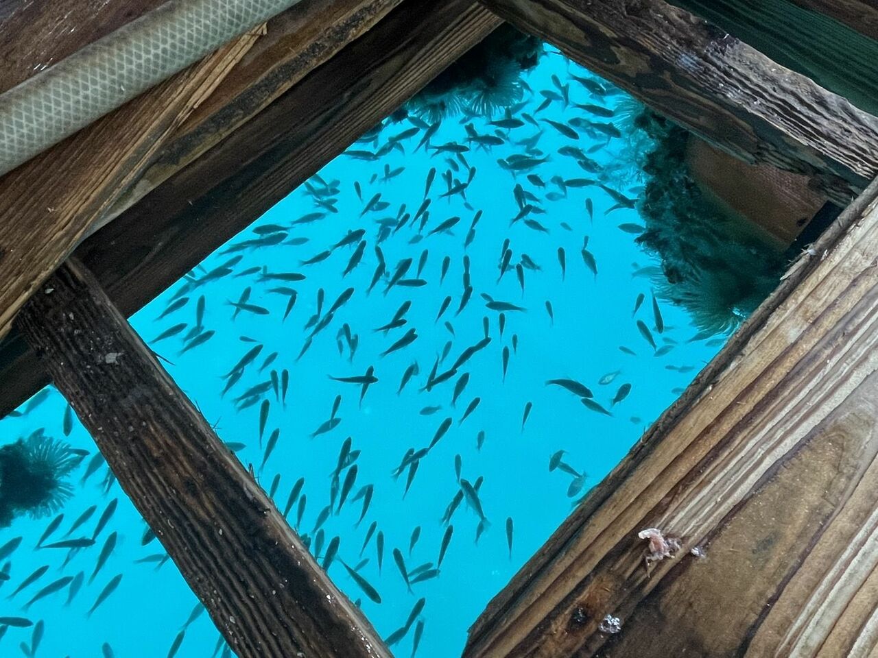 かずおさんが毎日エサをまくので魚が居付いているそうだ