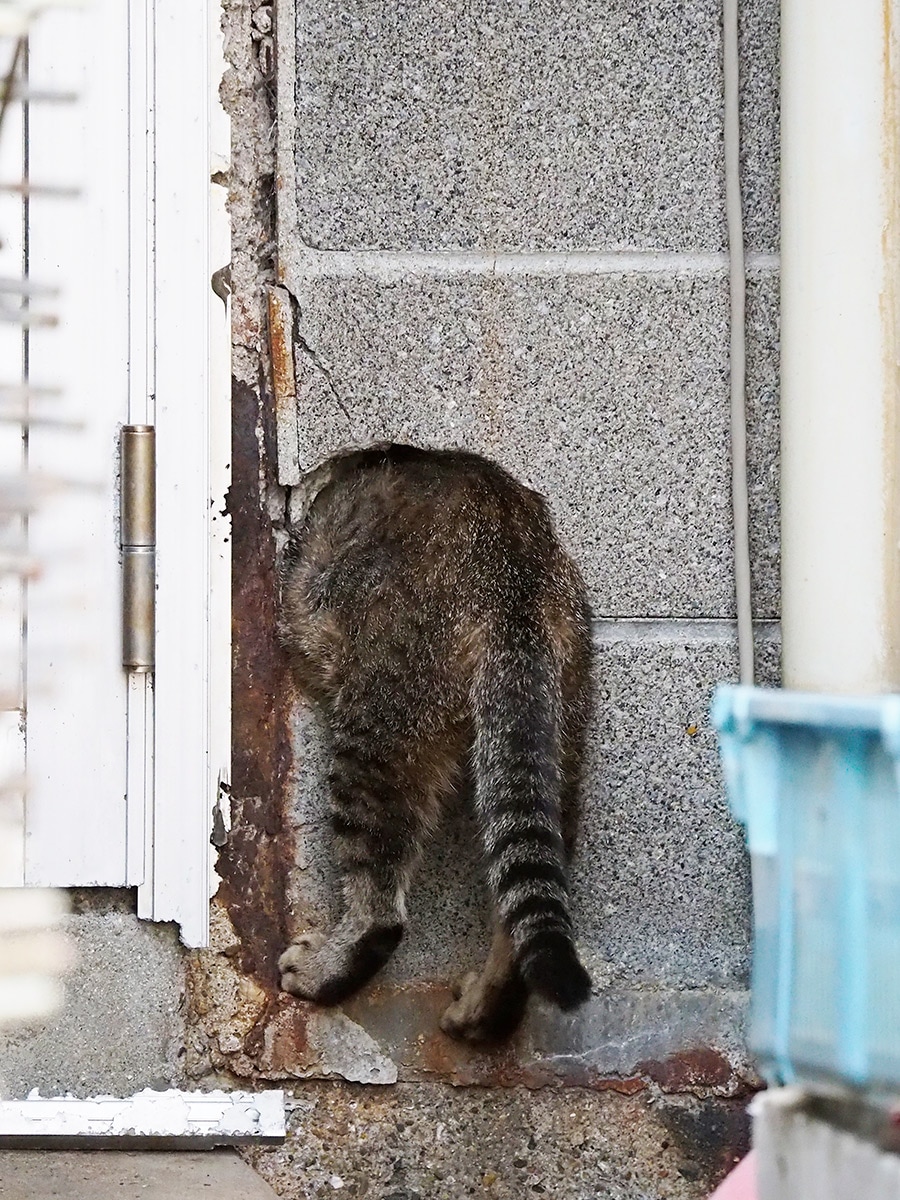 「食べ過ぎてしまったのニャ……入れなくなったのニャ……」