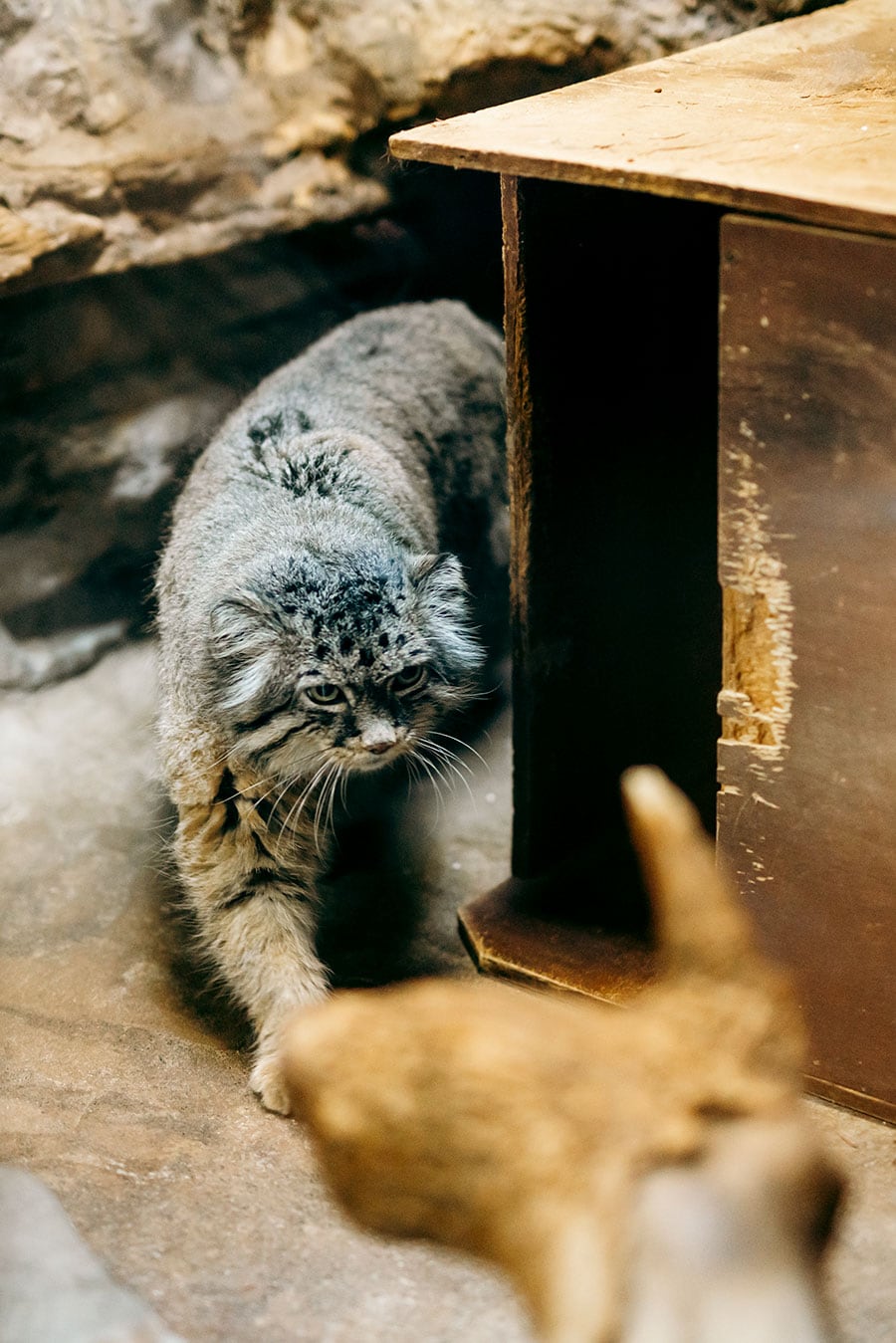 上野動物園のマヌルネコ。