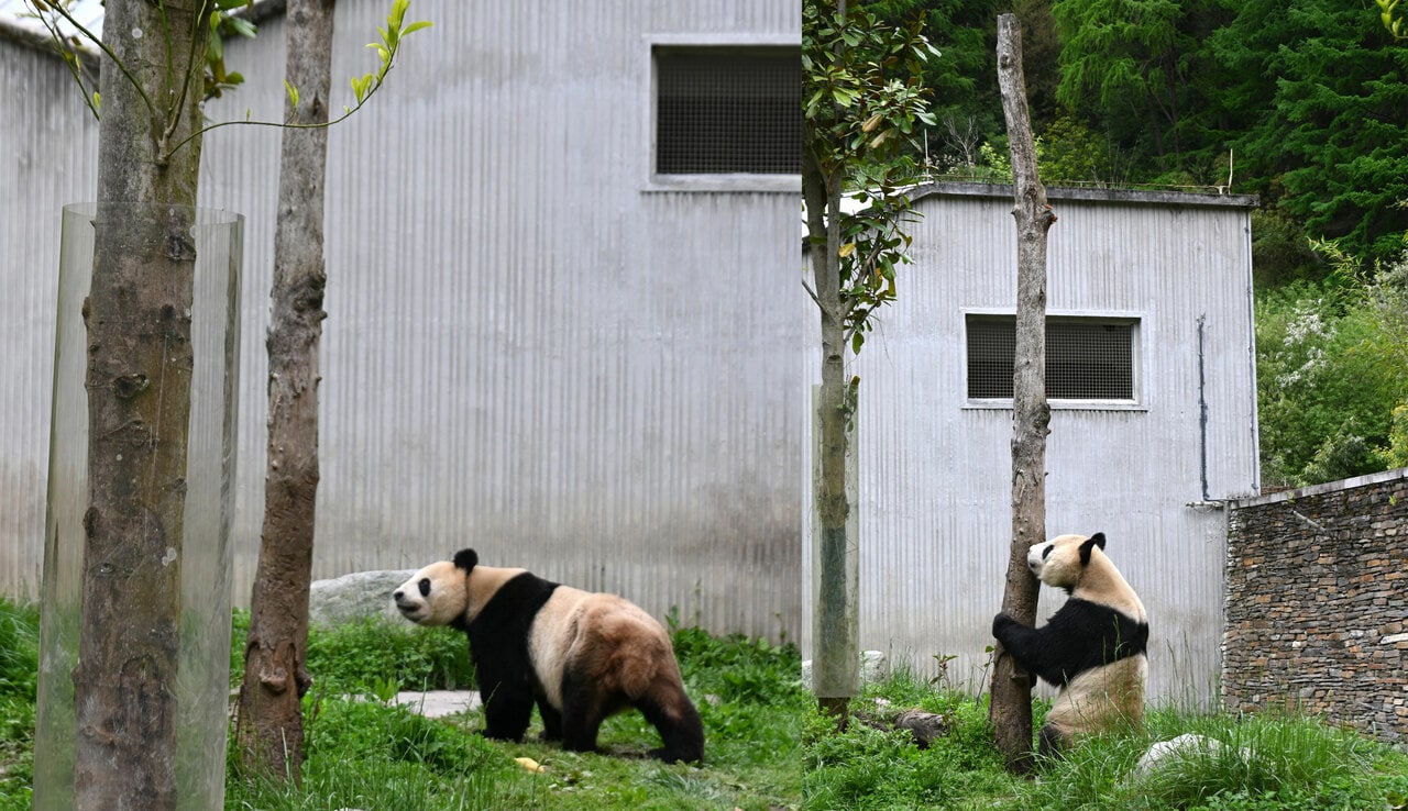 木を気にしている比力。上野動物園と雅安基地にいたころは、高い木に登っていた。（2026年4月30日、筆者撮影）