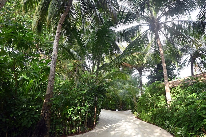 島の内部は熱帯の植物がこんもりと。各部屋に自転車を用意しているリゾートも。