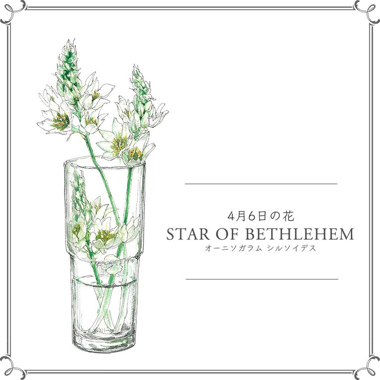 4月6日の花「オーニソガラム シルソイデス」