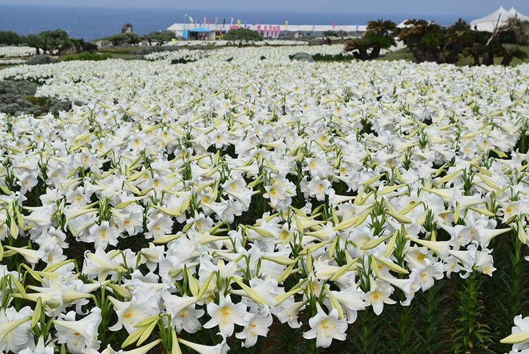 伊江島ゆり祭り。©伊江島ゆり祭り実行委員会