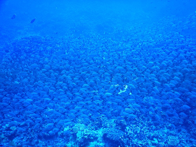 魚がおしくらまんじゅう状態。海面から見たら、海底に何かがうごめいているようにしか見えない。