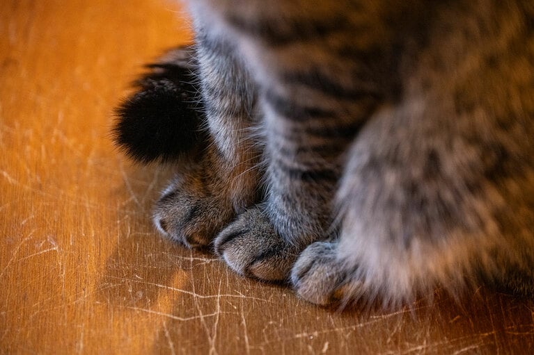 猫好きにはたまらない。