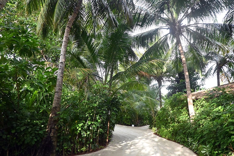 島の内部は熱帯の植物がこんもりと。各部屋に自転車を用意しているリゾートも。