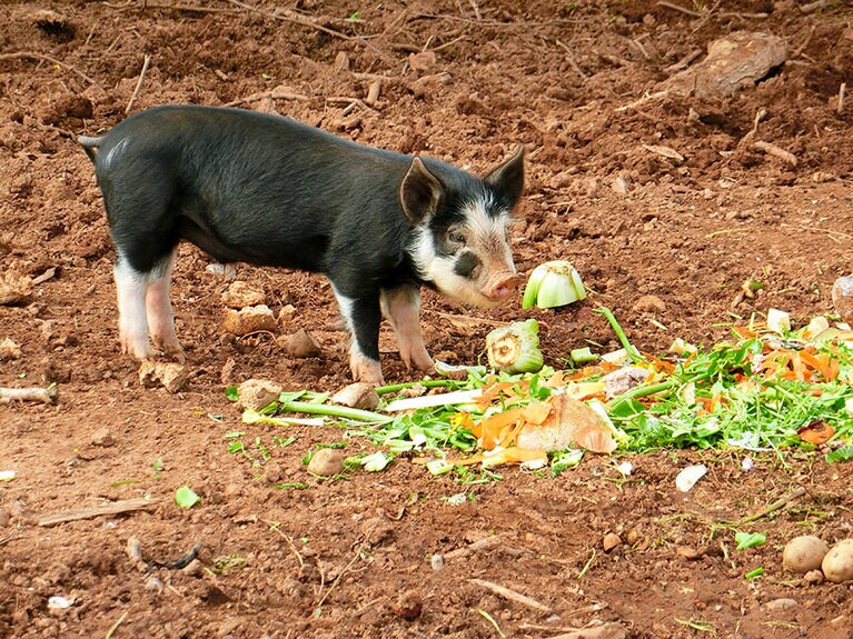 かわいらしいハッピー・ピッグ。人間と同じ食材を食べてすくすくと育っている。