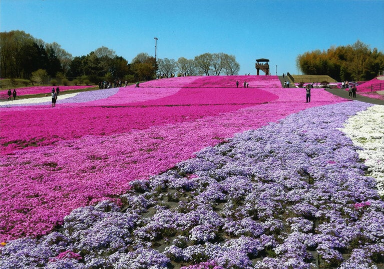 市貝町芝ざくら公園。