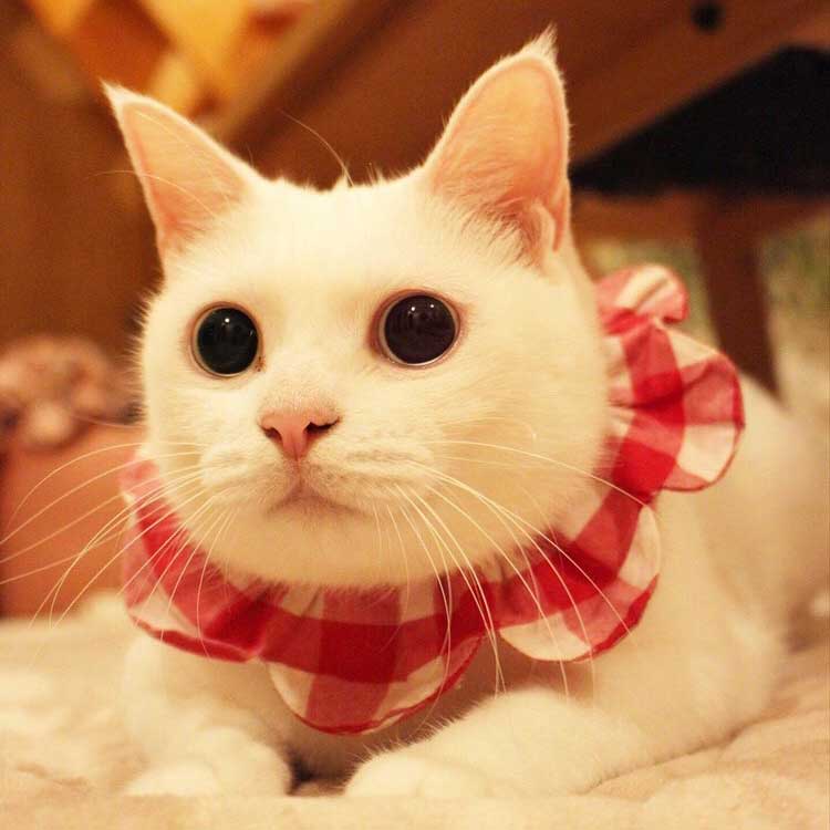 Instagramで13万人以上のフォロワーを持つ「maihimemoco(マイヒメモコ)」さんがデザインするザビエル首輪を数量限定で販売。「ザビエル首輪」2,090円(税込)。