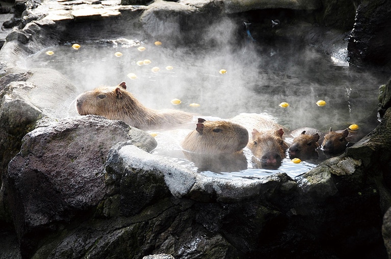 伊豆シャボテン動物公園。写真提供：静岡県観光協会