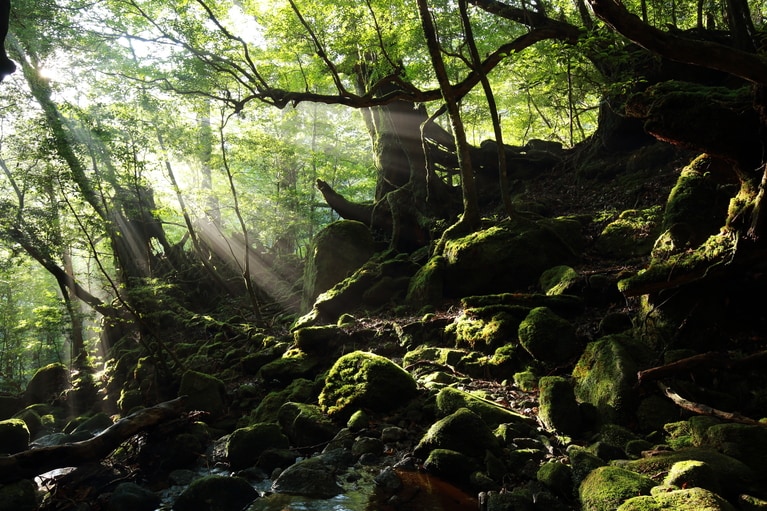 比類ない大自然から奥深い歴史文化まで、屋久島の魅力を味わい尽くせるアクティビティを豊富に用意。