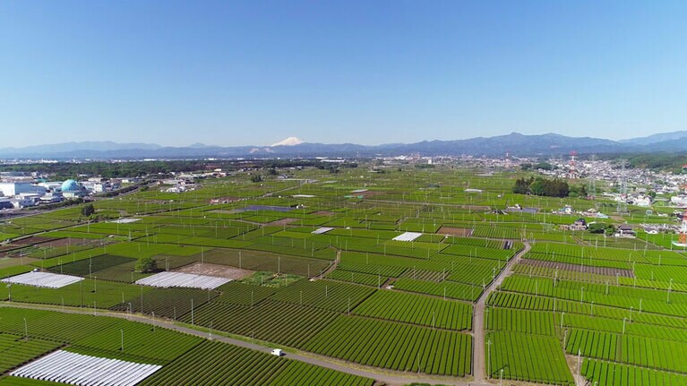 入間市 茶どころ通り／埼玉県