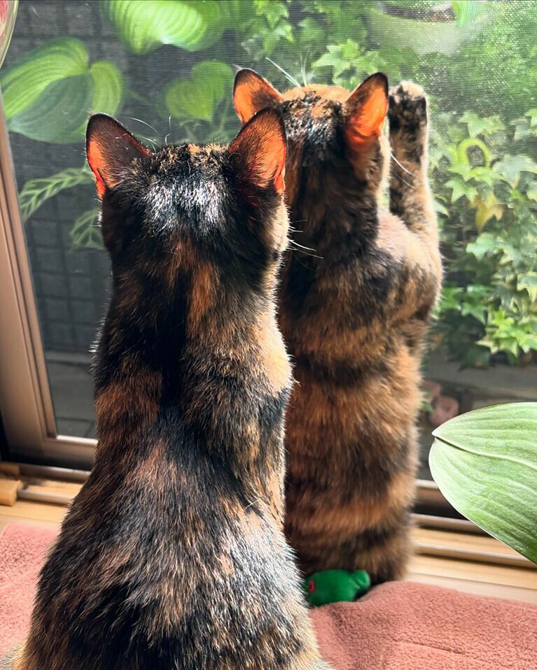 縁蘭 ♀ 3歳。後ろ姿がいとおしい（縁蘭かあさんさん）