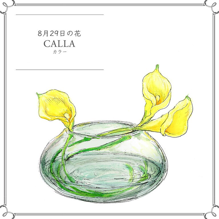 8月29日の花「カラー」