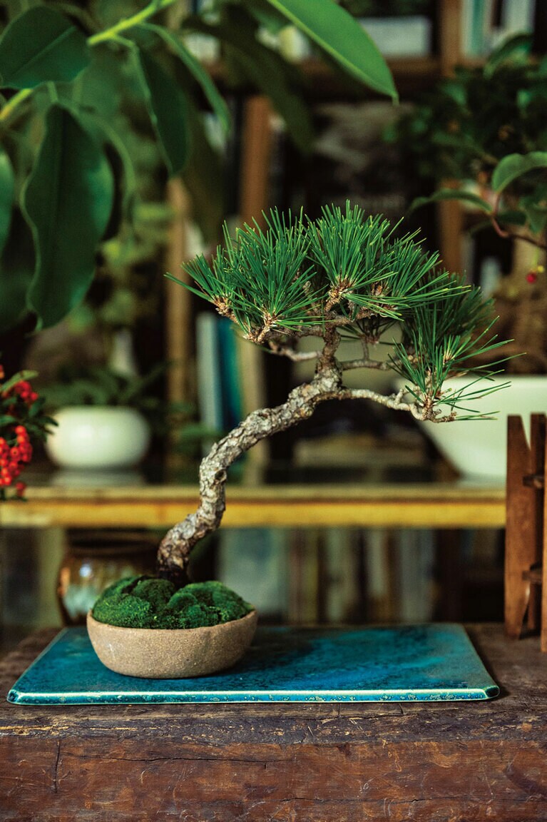 「インテリアに新風。小さな自然がここに」クロマツの盆栽 15,000円。